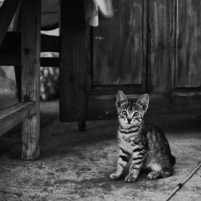 Котовторник 30.12.2014