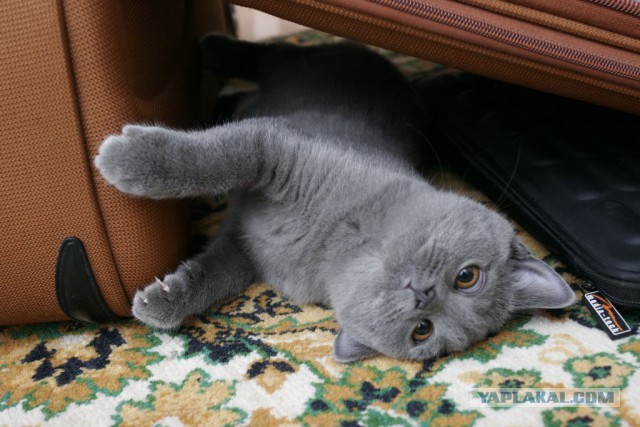 Котовторник