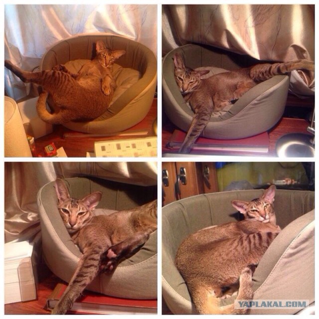 Моя кошка спит.