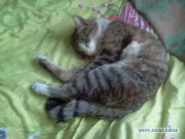 Котовторник 12.05.2015