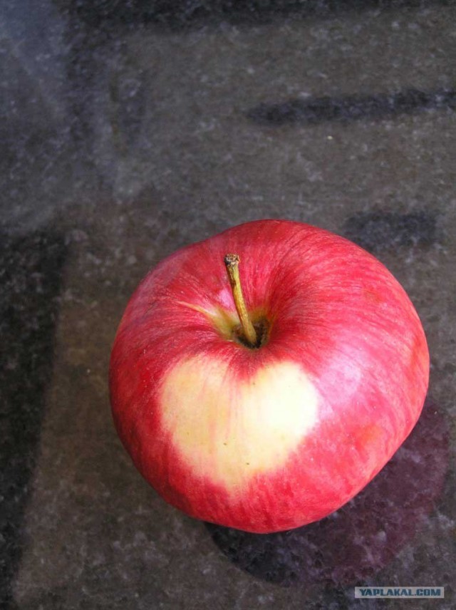 вот такое яблоко