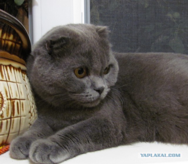 Котовторник 04.08.2015