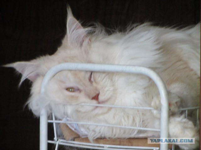 Котовторник