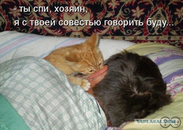 Как спят кошки....