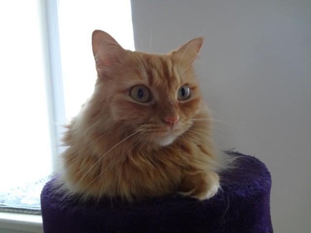Котовторник 29-09-2015,