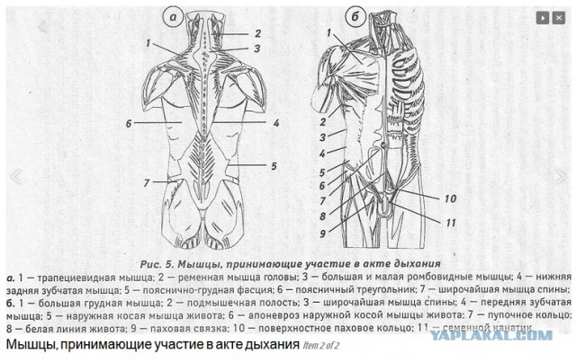 Вопрос к врачам и просто знающим людям ЯПа.