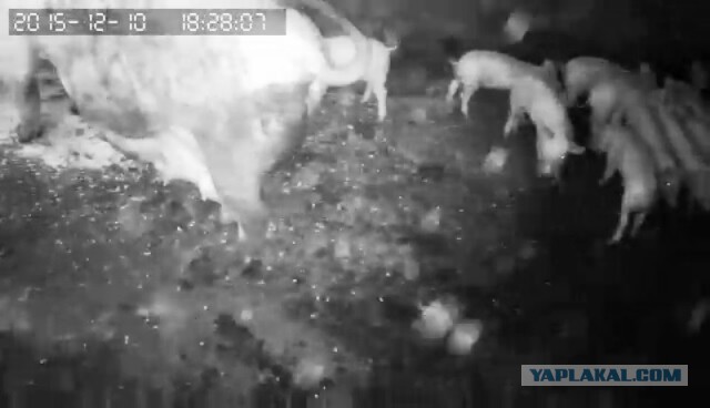 За что я люблю китайцев