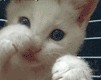 Аватары. Коллекция прикольных аватаров
