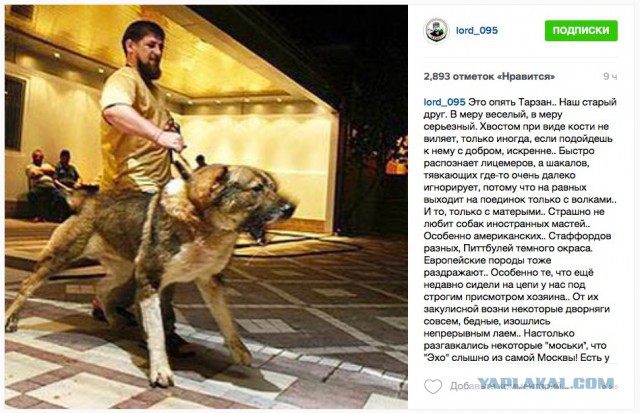 «Если бы не демократия»: моськи и овчарки Кадырова