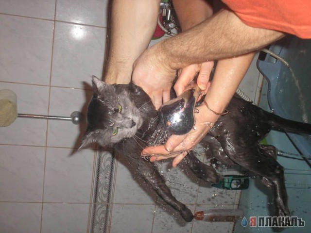 Коты, кошки, котята