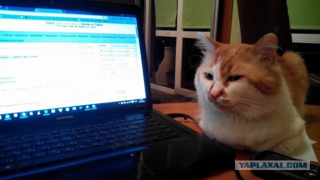 Котовторник 22.03.2016