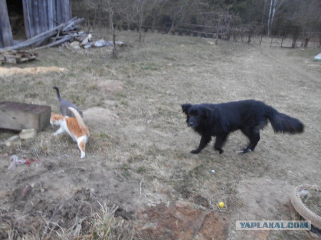 Жизнь домашнего приюта для котеек 107