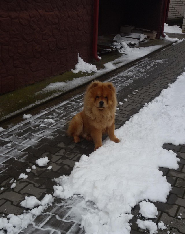 Собакочетверг 07.04.2016