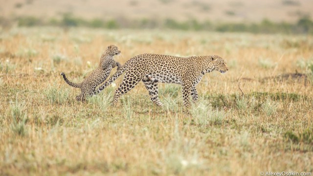 Леопардик Поли