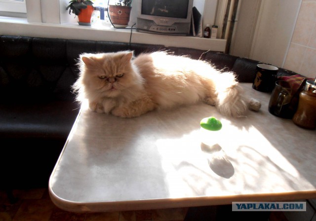 Котовторник  10.05.2016