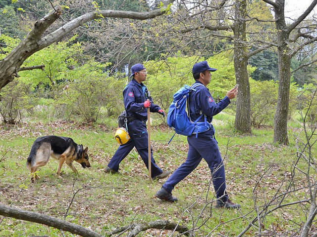 Более пяти суток в Японии искали семилетнего мальчика, которого родители оставили в лесу