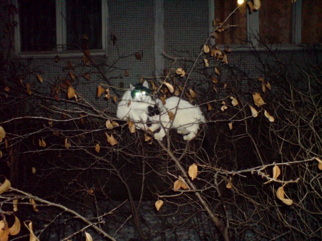 Котомет на вторник (18.12.2007)