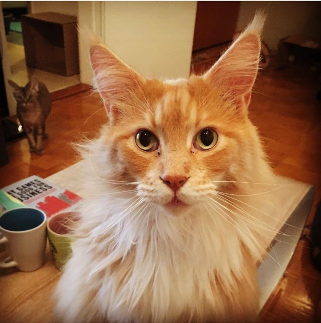 Уже лев или еще кот?