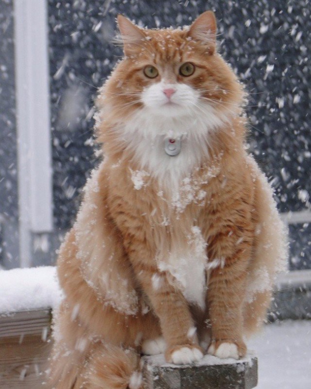 Коты из сети