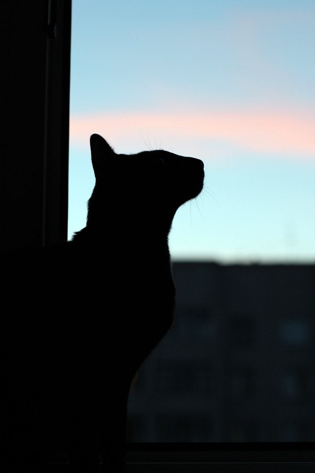 Кот грузинский