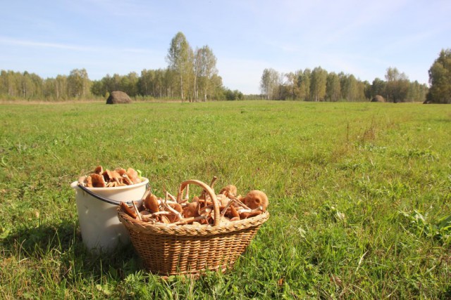 Мой родной сибирский поселок