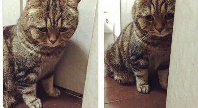 Коты и Кошки