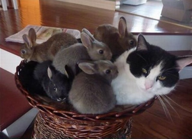 Коты и Кошки
