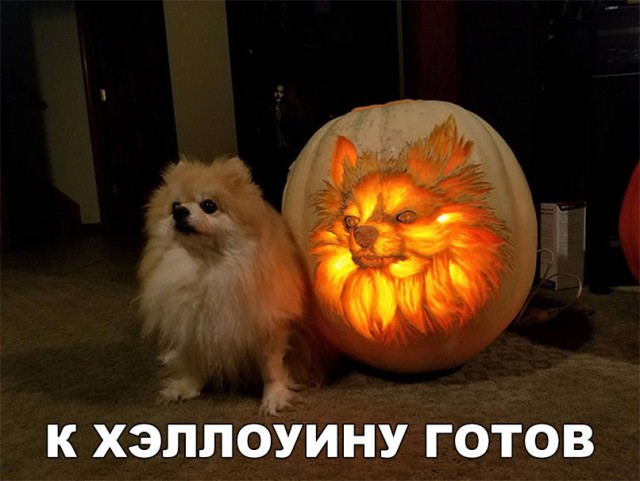 Подборка забавных животных