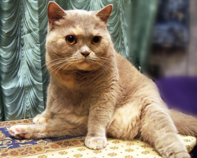 Коты и Кошки