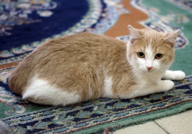 Котовторник 9.01.2018