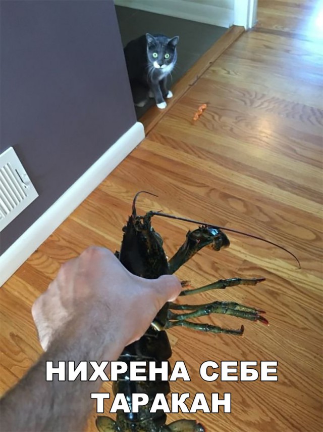 Нестандартный юмор