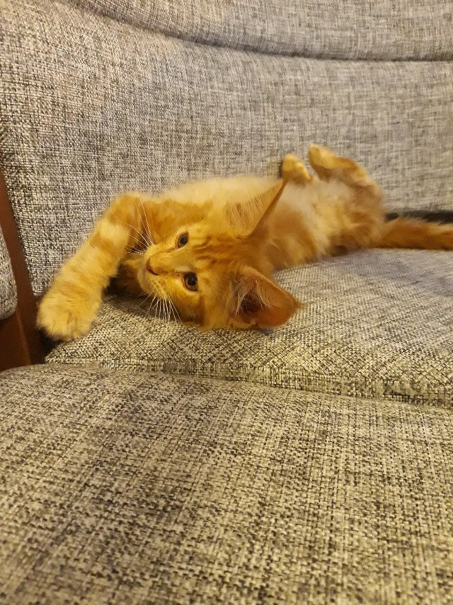 А не открыть бы нам котовторник 03.04.2018