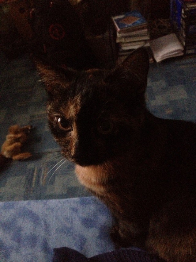 Кот без прикрас