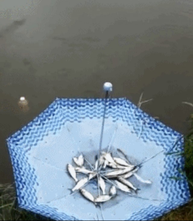 Ловля рыбы на зонтик.