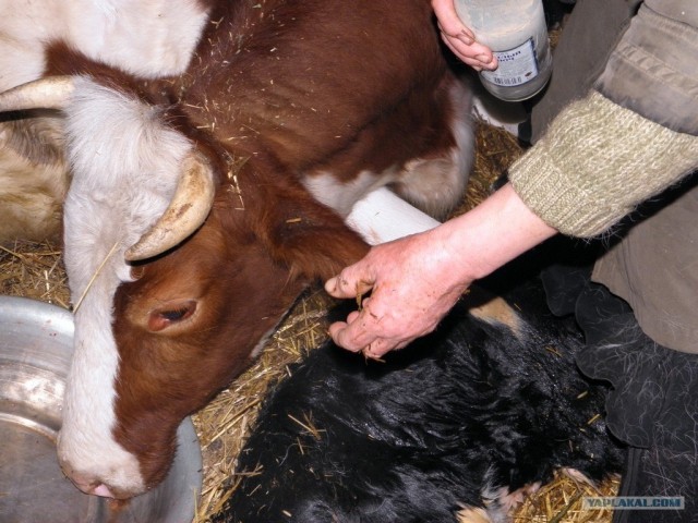 Как рождаются коровы