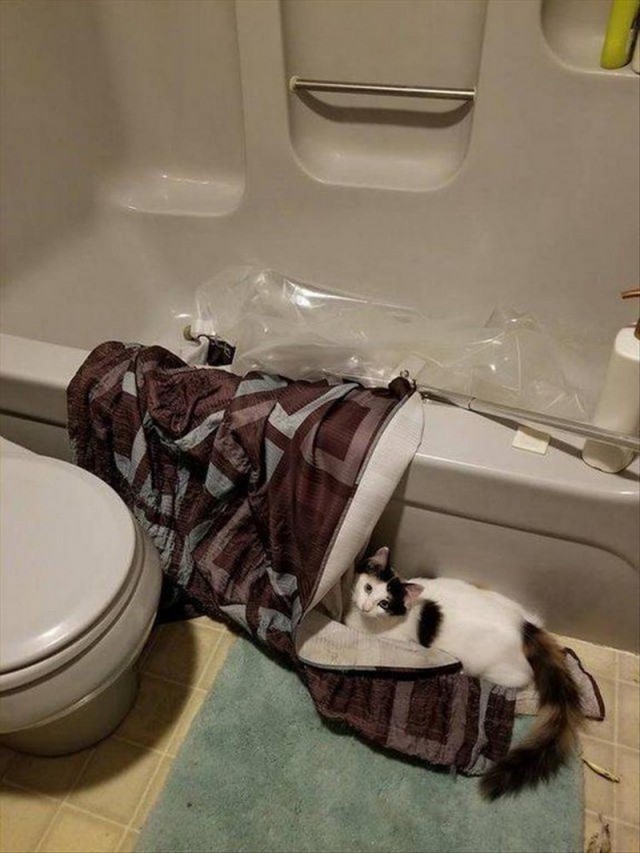 Прикольных котов пост
