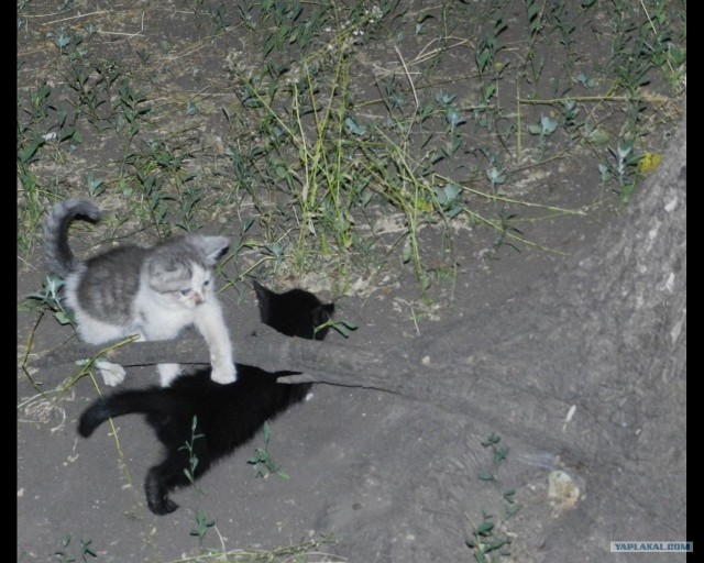Котовторник, для любителей кошек
