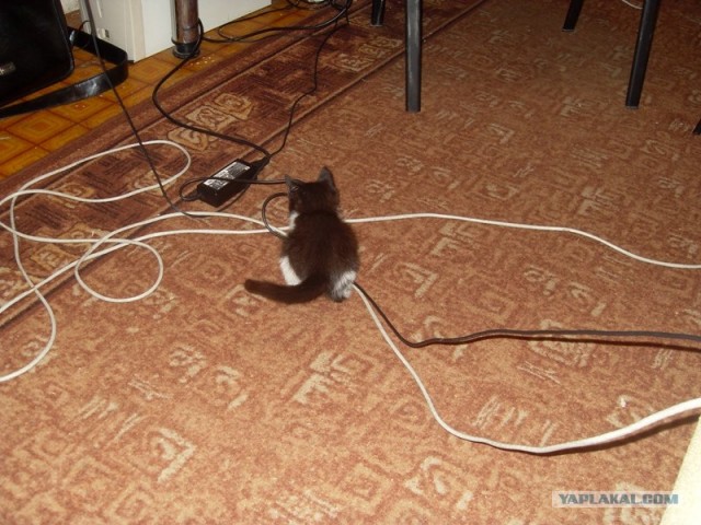 Котовторник так котовторник!