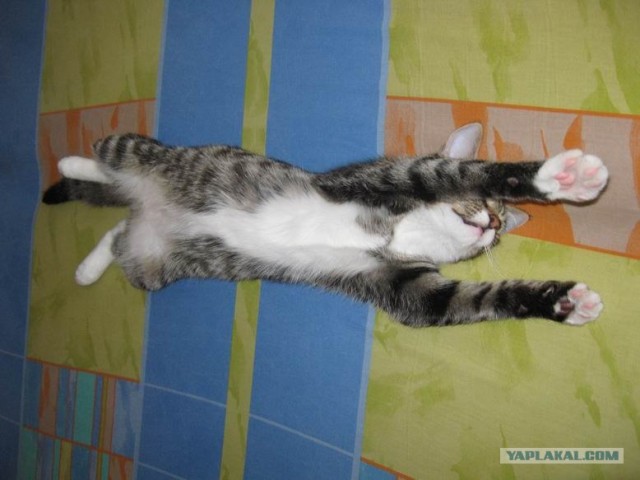 Котовторник 27.12.11