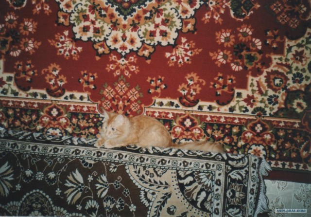 Котовторник (10.01.2012)