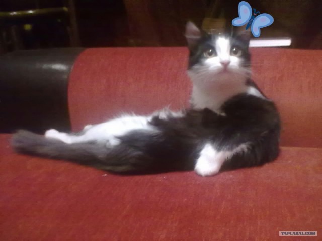 Котовторник (24. 01. 2012 )