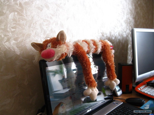 Котовторник! 13.03.2012