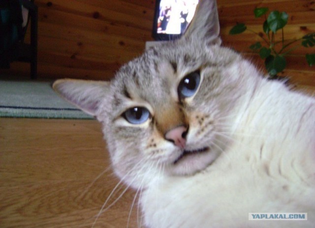 Котовторник  16.10.12