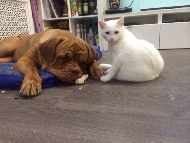 Котовторник! начнем? 04.06.19