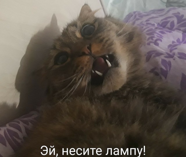 ̶К̶о̶р̶о̶н̶  Котовторник!