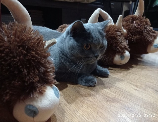 Последний котовторник 2020 года