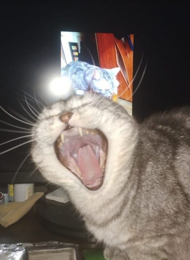 Хоба! Котовторник!