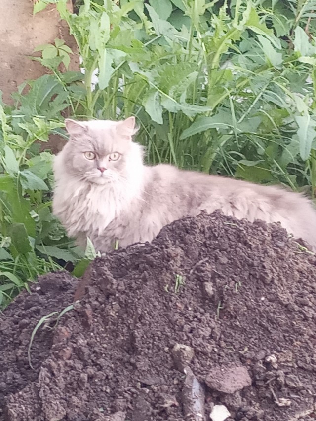 Котовторник. Поговорим о кличках, друзья