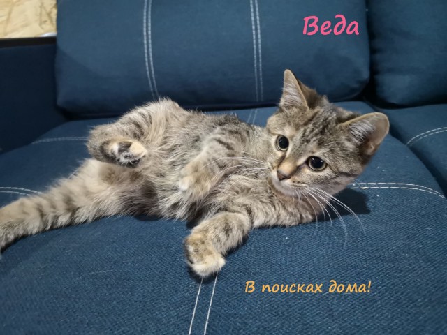 Жизнь домашнего приюта "Котоленд" 309