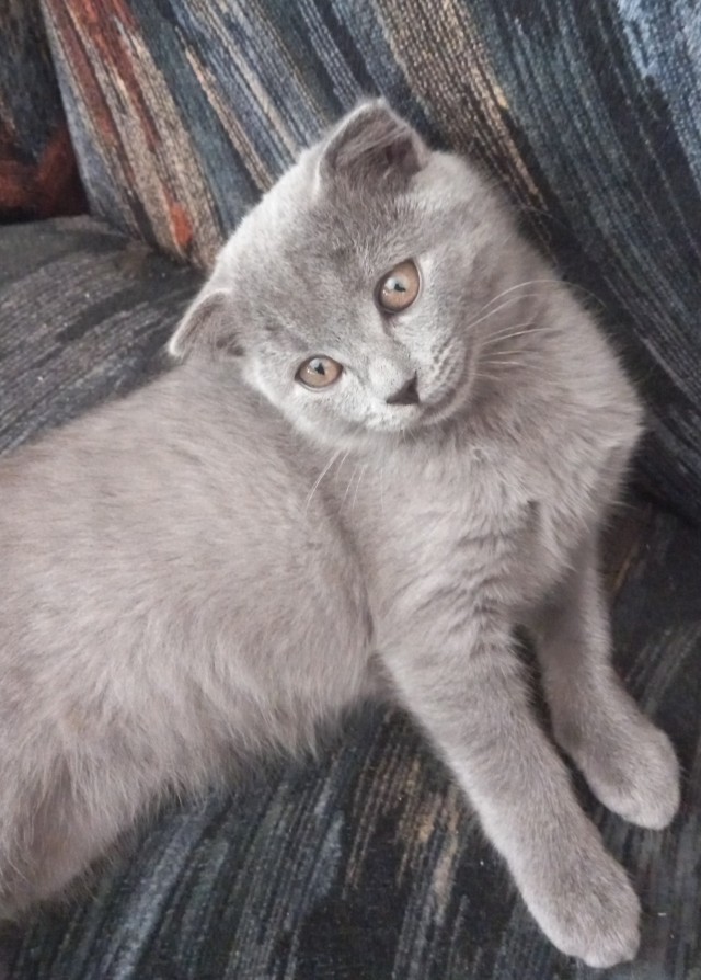 Вы, что спите? Вставайте, котовторник же!